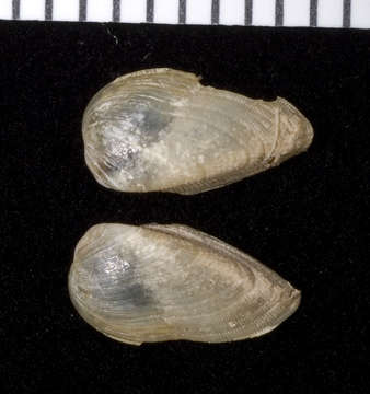 Image of Mytiloidea