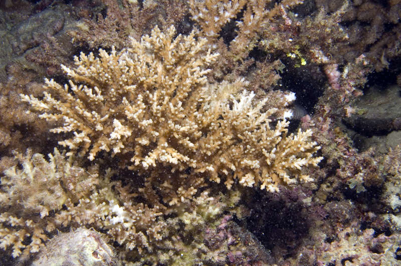Image of staghorn corals
