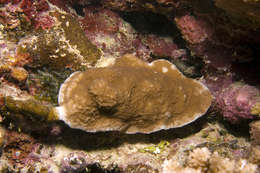 Image of staghorn corals