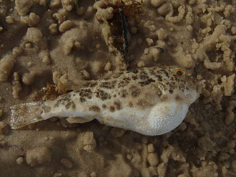 Image of Caribbean Puffer