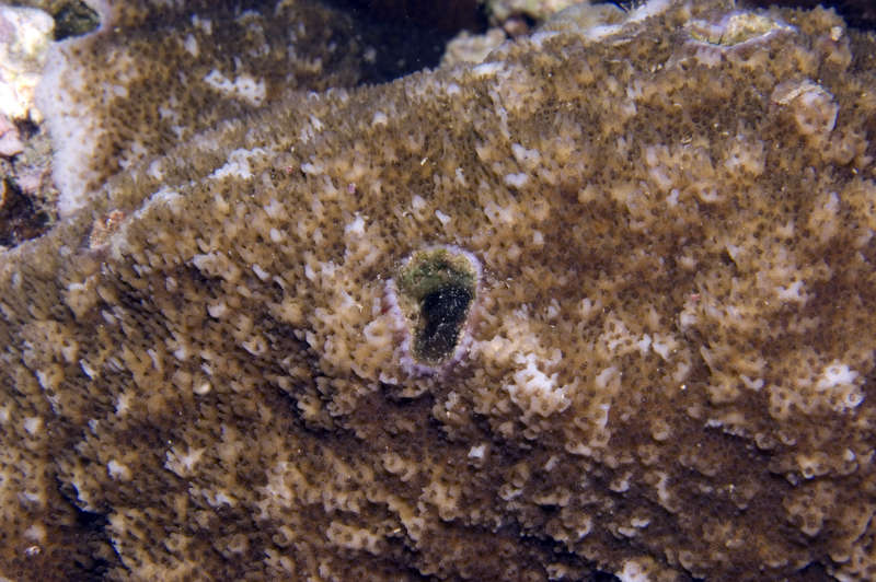 Image of staghorn corals