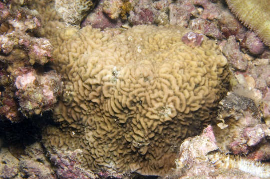 Image of lettuce coral