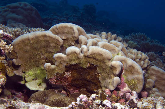 Image of Pavona coral