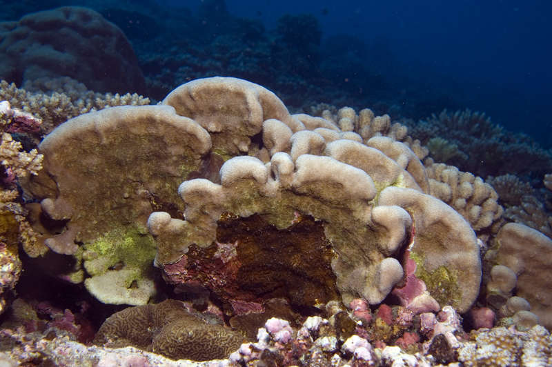 Image of Pavona coral