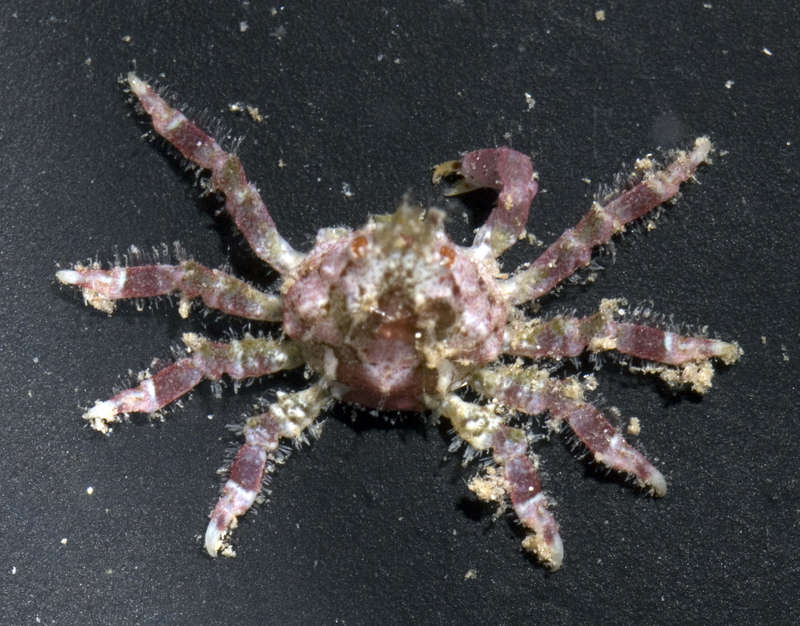 Image of Spider Crabs and Decorator Crabs