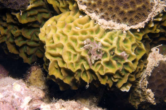 Image of hard coral