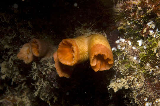 Image of dendrophylliid corals 