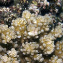 疣鹿角珊瑚的圖片