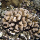 Imagem de Pocillopora meandrina Dana 1846