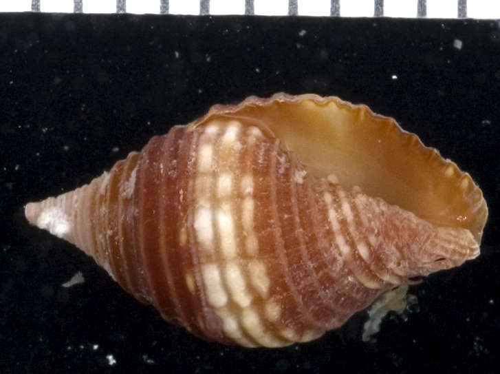 Image of Pseudonebularia cucumerina (Lamarck 1811)