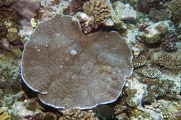 Image of pore coral