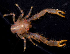 Image of <i>Galathea tongi</i>