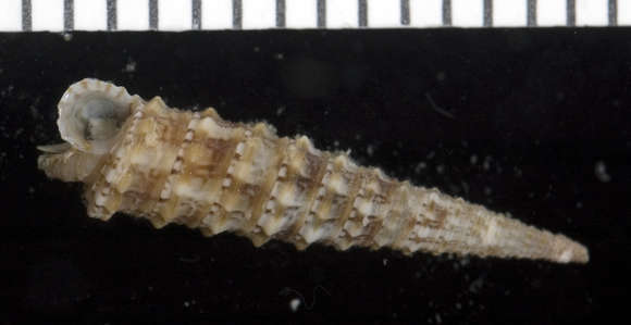 Image of unclassified Gastropoda