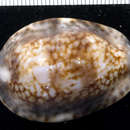 扁緣寶螺的圖片