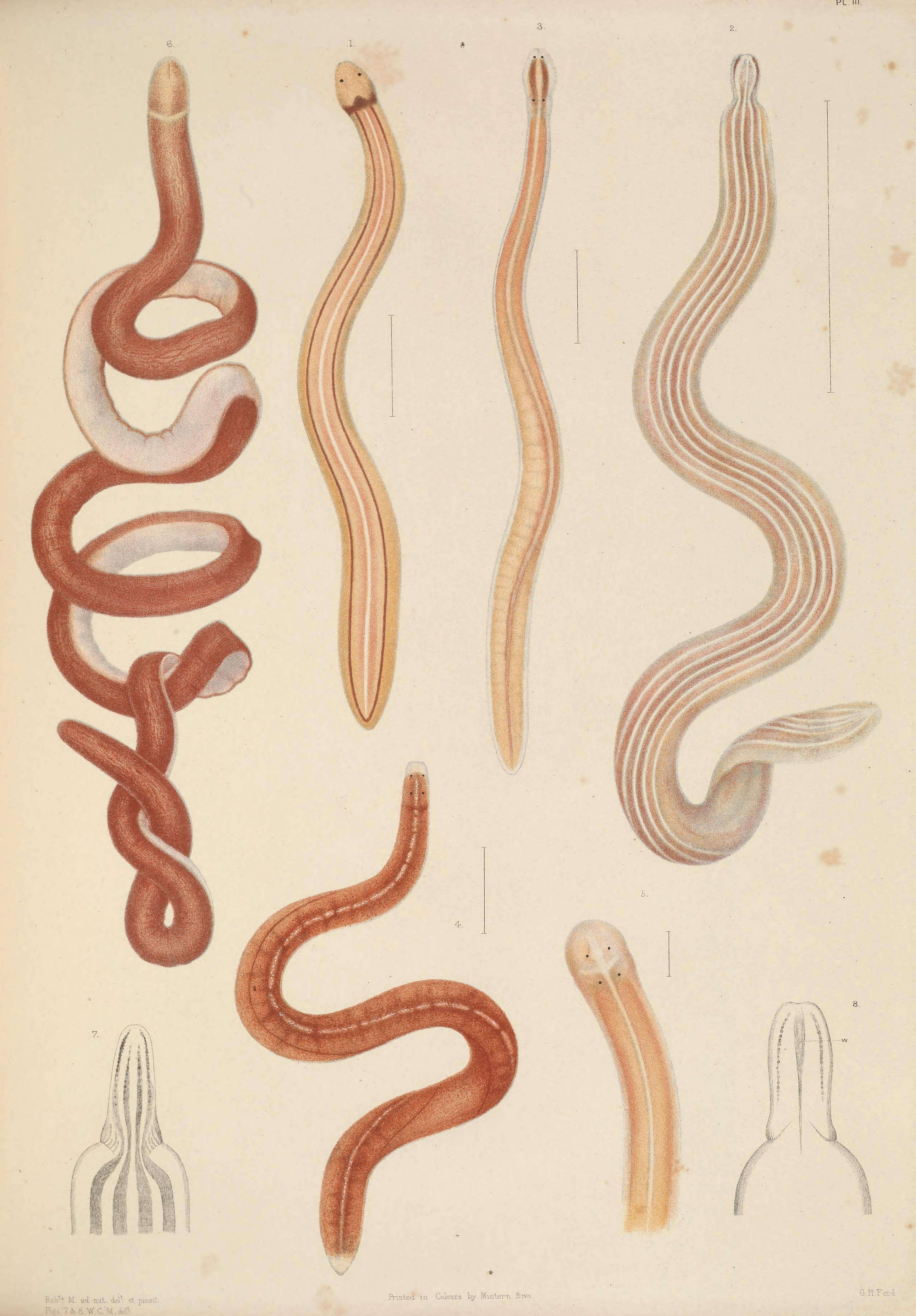 Image of Emplectonema neesii (Örsted 1843)