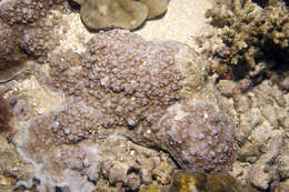 Image of staghorn corals