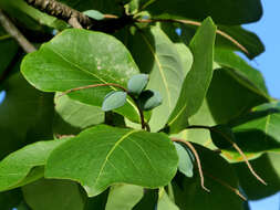 Image of brown damson