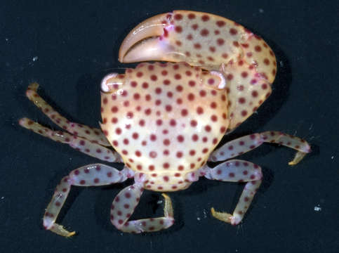 Image of red-spotted guard crab