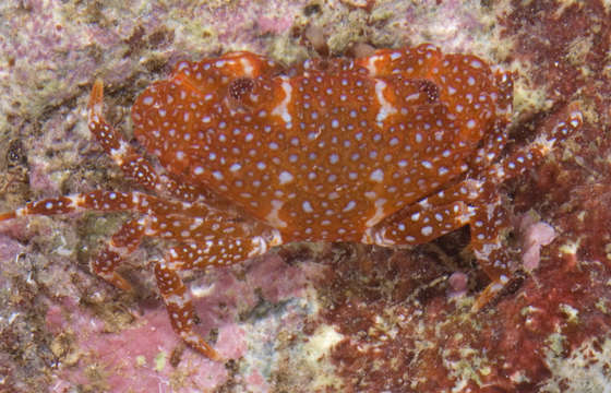 Image of broad-fronted crab