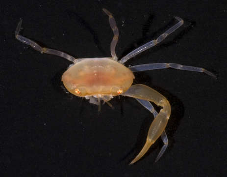 Image of <i>Catoptrus inaequalis</i>