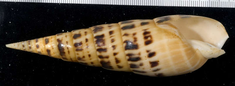 Image of <i>Terebra maculata</i>