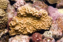 Image of hard coral