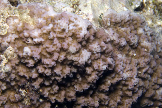 Image of staghorn corals