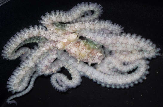 Image of Indo-Pacific Longarm Octopuses