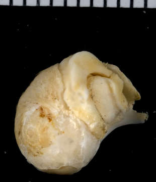 Image of Coralliophilinae Chenu 1859