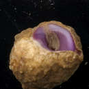 Image of purple coral snail