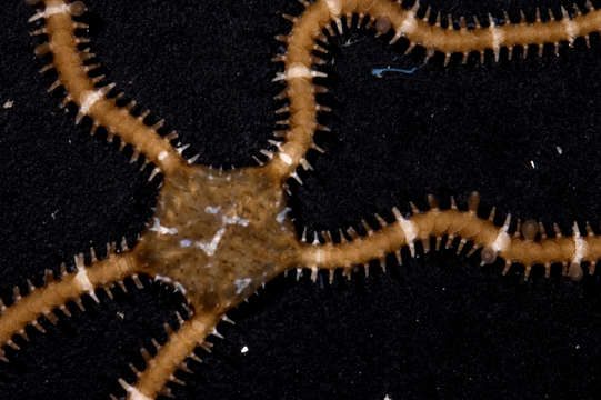 Image of black brittle star