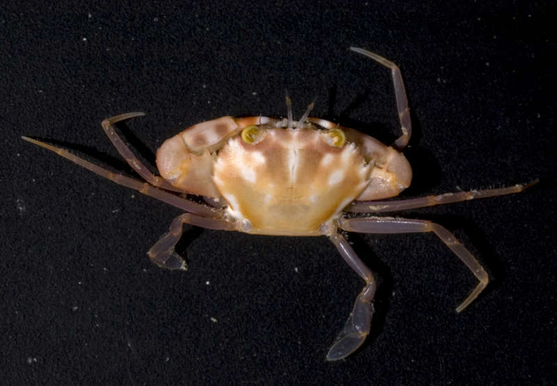 Image of Violet-eyed Swimming Crab