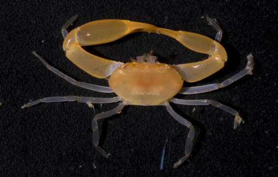 Image of <i>Catoptrus inaequalis</i>