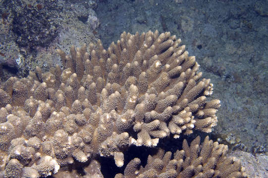 Plancia ëd Acropora abrotanoides (Lamarck 1816)