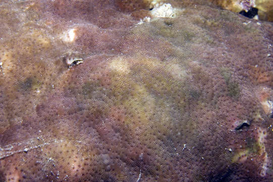 Image of leaf coral