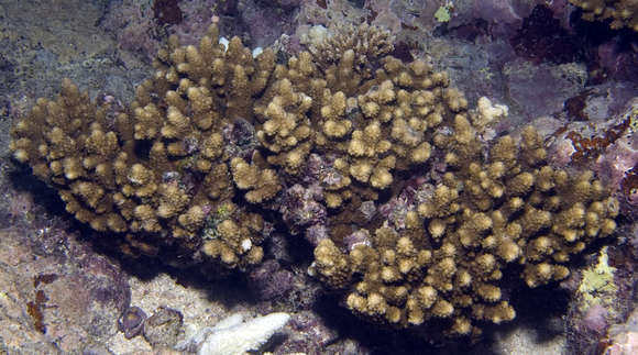 Image of Staghorn coral