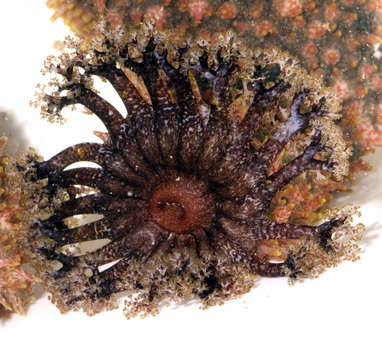 Image of Semperothuria