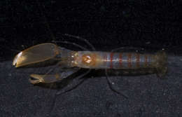 Image of smoothclaw snapping shrimp