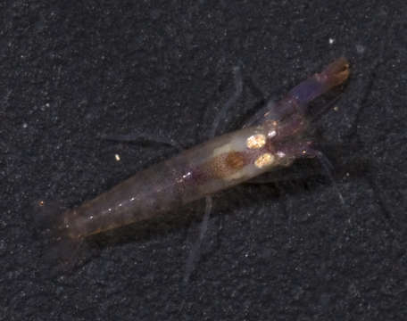 Image of coral snapping shrimp