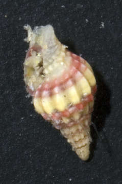 Слика од Turbinelloidea Rafinesque 1815