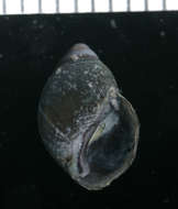 Imagem de unclassified Gastropoda