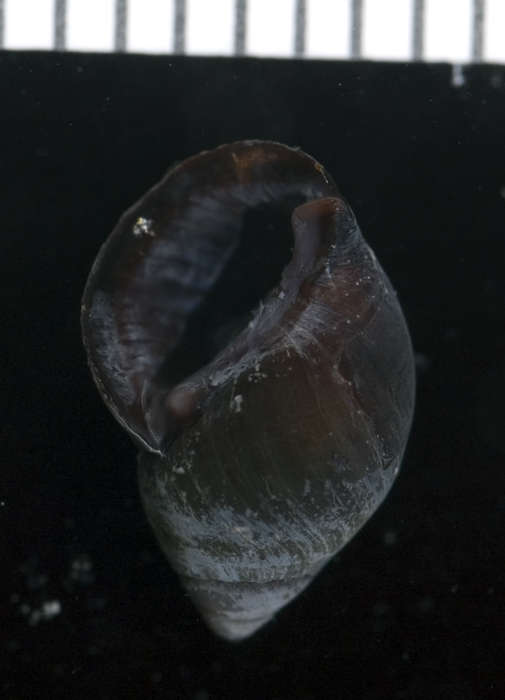 Imagem de unclassified Gastropoda