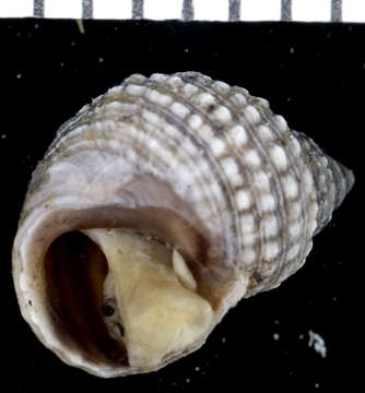 Image of Echinolittorina Habe 1956