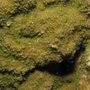 <i>Montipora elschneri</i>的圖片