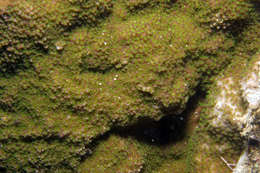 Image of <i>Montipora elschneri</i>