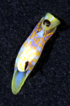 Image of Headshield slugs