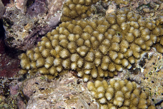 Image of staghorn corals