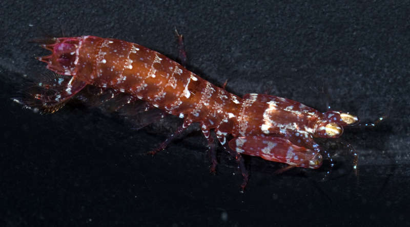 Image of <i>Gonodactylellus micronesicus</i>