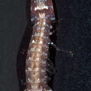 Image of <i>Gonodactylellus micronesicus</i>