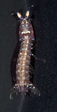 <i>Gonodactylellus micronesicus</i>的图像